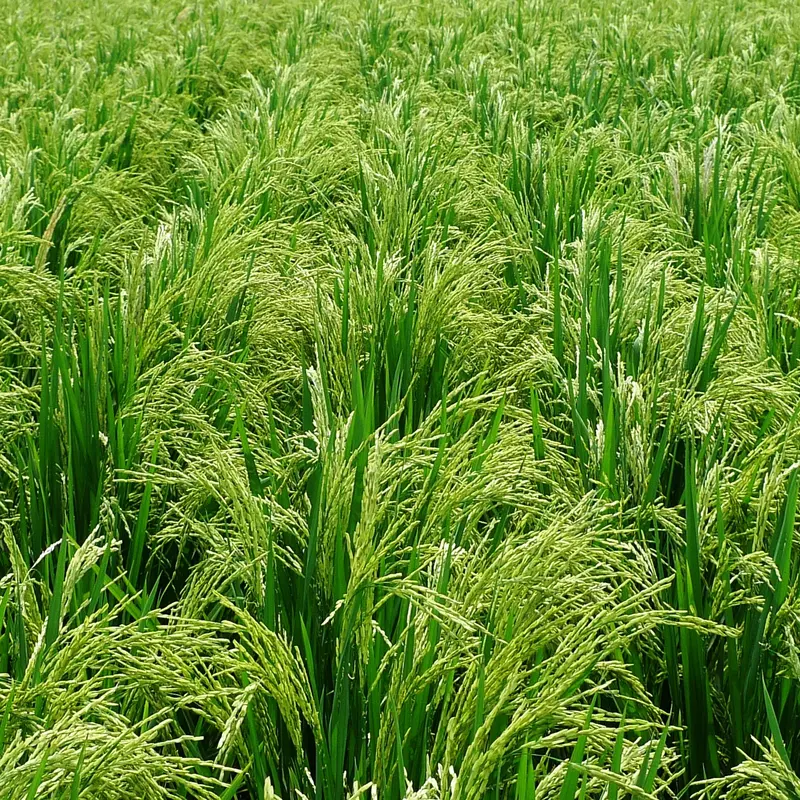 Benih Padi Unggul MSP Sertani 14 Bibit 1 kg 7