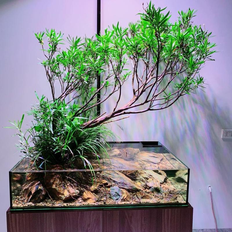 CỰC PHẨM Cây Mị Nương cây thuỷ sinh gốc to tán rộng cao trên 50-60cm dáng đẹp tuyển chọn phù hợp trồng bán cạn hồ thuỷ sinh hoặc hồ biotope không cần CO2