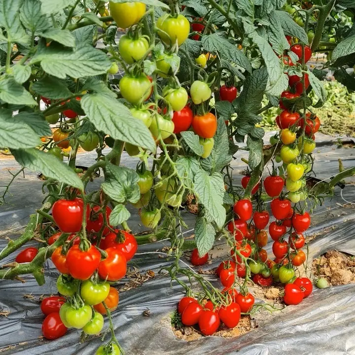 Hạt giống cà chua cherry nữ hoàng đỏ [ chuẩn giống nhà vườn ]