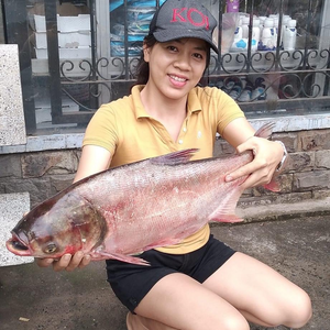 Dụng cụ câu cá Quốc ngô