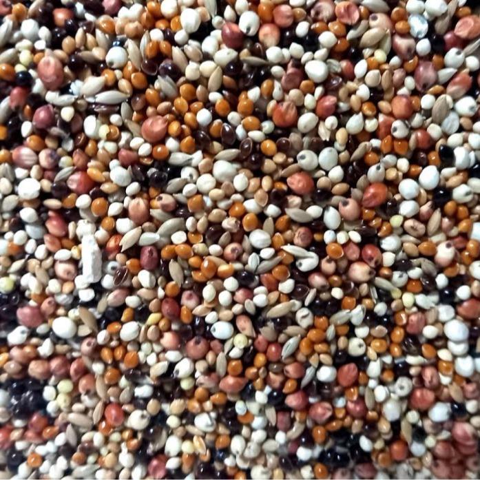 ngủ cốc cu gáy 1kg Dùng cho chim cu gáy vẹt chuột hamster ,.... Hạt to sạch đẹp. hình ảnh và video sản phẩm do shop tự chụp không chỉnh sửa