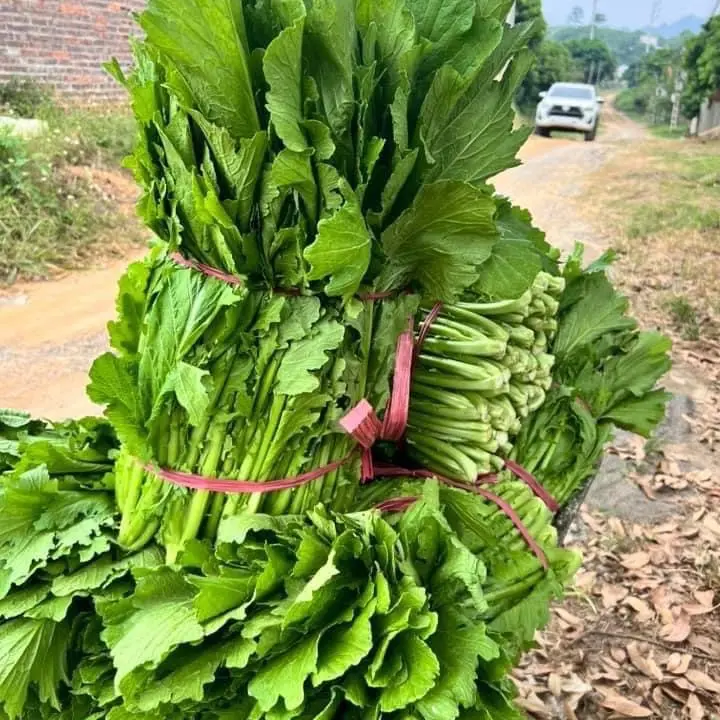 Combo 10 gói hạt cải mèo đặc sản Tây Bắc chịu nhiệt  tốt 6