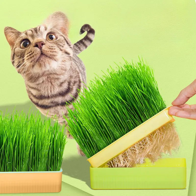 Pet Cat Sprout Dish Growing Pot Hydroponic Plant Cat Grass Germination Grow Box with 5pack Seeds