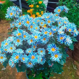 Hạt giống hoa cúc sọc gói 50 hạt