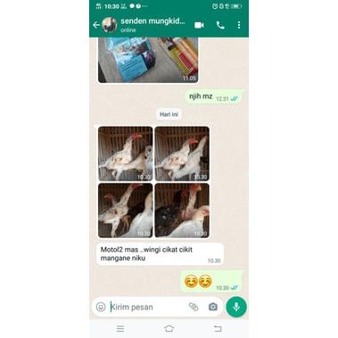 Sekartaji Jamu Nafsu Makan Ayam Dan Cacingan 4