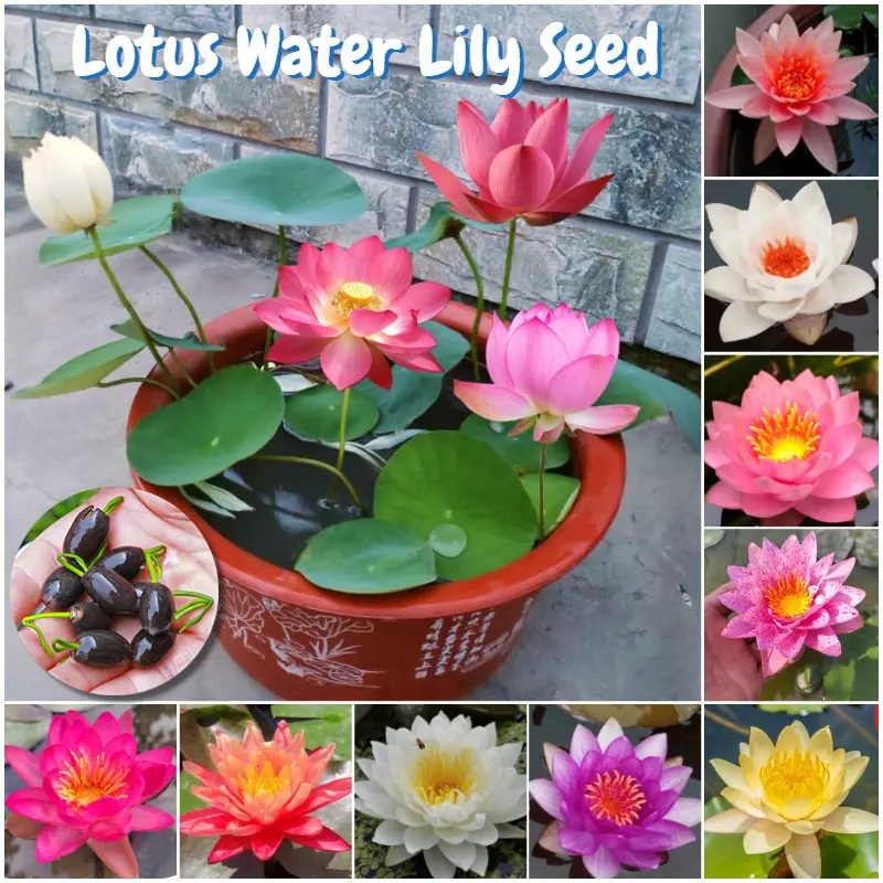[100% Original Seed] Lotus Water Lily Seeds Flower Seeds for Planting Flowers (Mixed Color 20/40 Seeds) Bonsai Seeds Hydroponic Plant Seeds Outdoor Flowering Plants Seeds Potted Live Plants for Sale Indoor Plants Real Plants Garden Decor bu