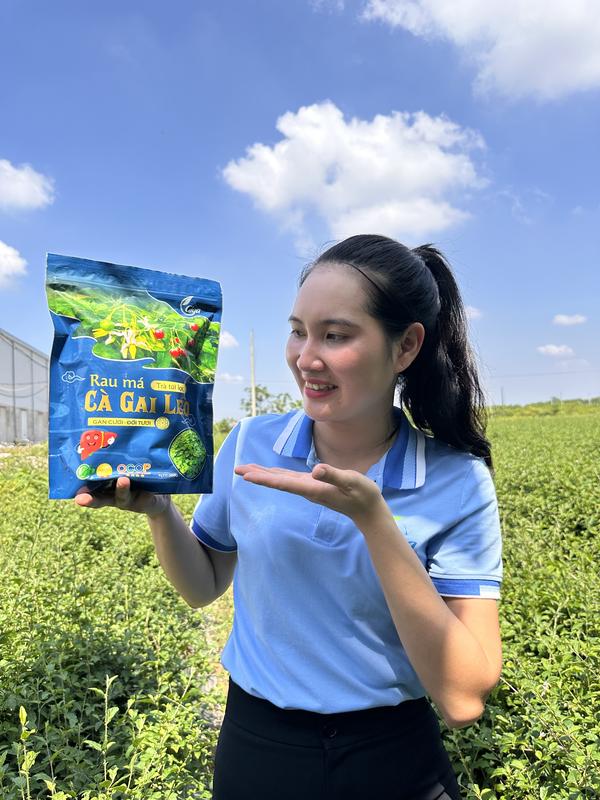 250Gram Trà Cà Gai Leo Rau Má GiGa - Thanh Nhiệt Giải Độc Gan - Sản Phẩm Chính Hãng 2