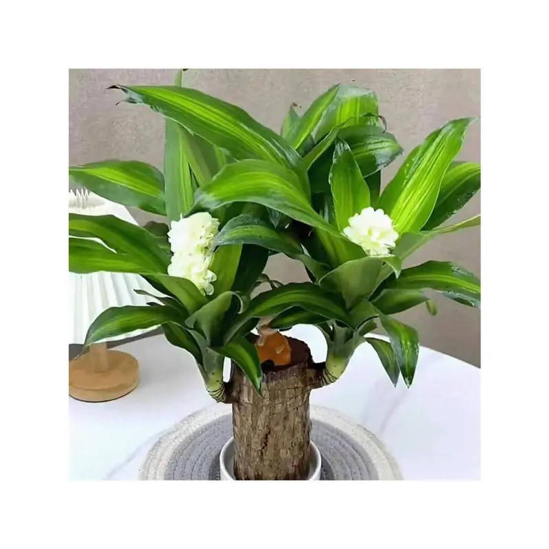 Brazilian Lucky Tree Brings You Good Luck Increases Your Wealth And Is Easy To Grow Indoors 1