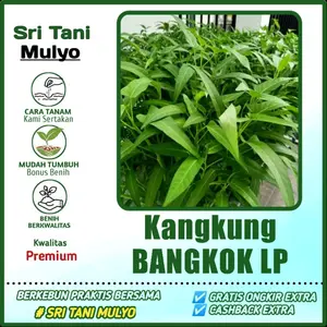 500 Biji - Benih Kangkung BANGKOK LP 1 - Bibit Sayuran Benih Sayuran Kangkung Daun Lebar