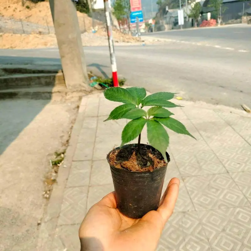 Cây giống sâm ngọc linh chuẩn sâm lai châu 6