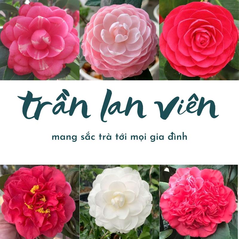 combo 5+1 các  loại hoa trà my giống: bạch cổ đỏ cung đình phấn cung đình lựu điểm tuyết bát diện. tặng 1 cây giống bất kì 