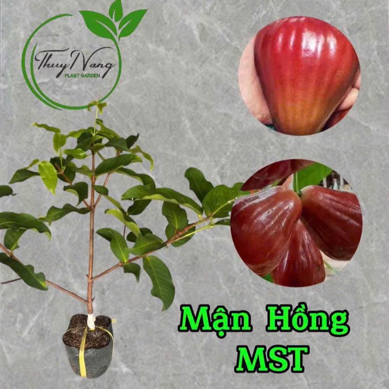Cây giống Mận Hồng Sóc Trăng (MST) chất lượng