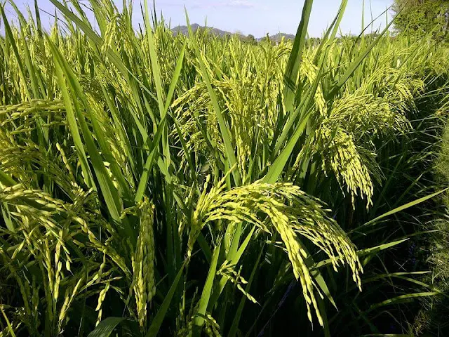 Benih Padi Unggul MSP Sertani 14 Bibit 1 kg 2