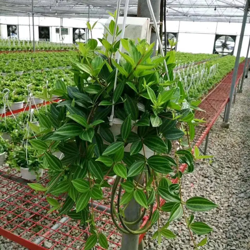Chậu cây Bình an treo sức sống cao, Tiệm cây xanh lá 3