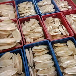 Sotong Ukuran 9 cm up  Cangkang Tulang Cumi Kalsium Iodium Garam Mineral Dll Untuk Burung Kenari Lovebird Parkit Perkutut gecko kura2, dll
