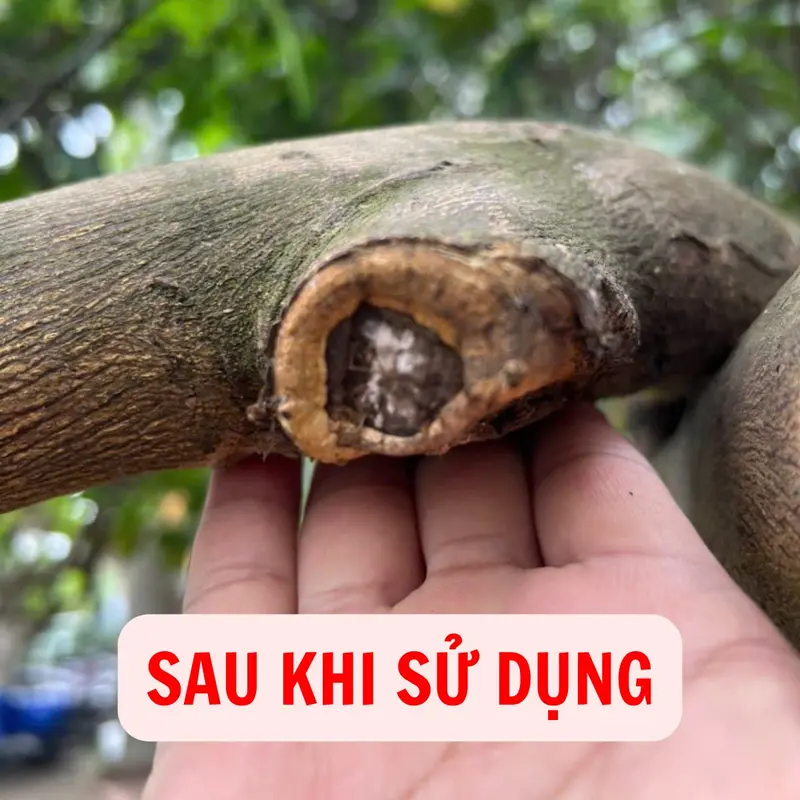 Keo Liền Sẹo Cao Cấp, Liền Sẹo Nhanh, Chống Nấm Bệnh Cho Cây Trồng, Cây Cảnh, Mai Vàng, Bonsai, Lan 6