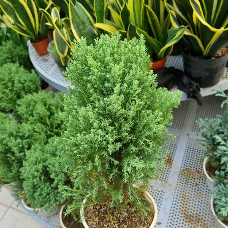 Cây tùng bồng lai - cây cảnh để bàn   Decor 4