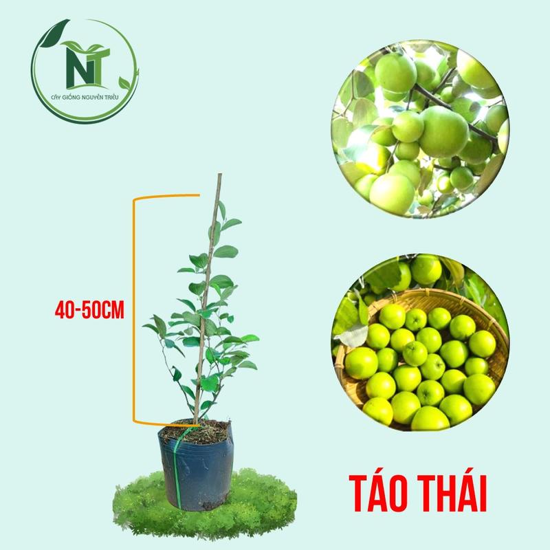 Cây Giống Táo Thái Da Xanh Thế Hệ Mới [Cao 40-60cm] - Cây Giống Trồng Được Trong Chậu Mùa Hè - Quả Ngon Ngọt táo mùa hè ăn - Táo Thái