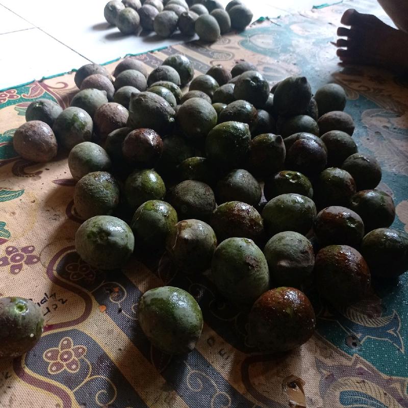 MUNCANG JAYANTI ORI GARUT 8