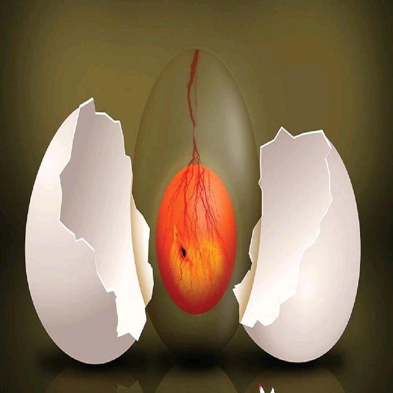 cám kích tinh cho gà trống, 1