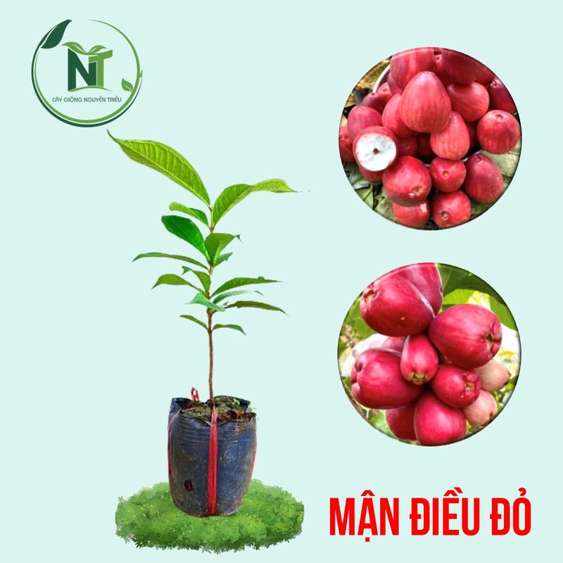 Ươm hạt không phải ghép Cây giống mận điều đỏ trái to thơm ngon cây ươm hạt