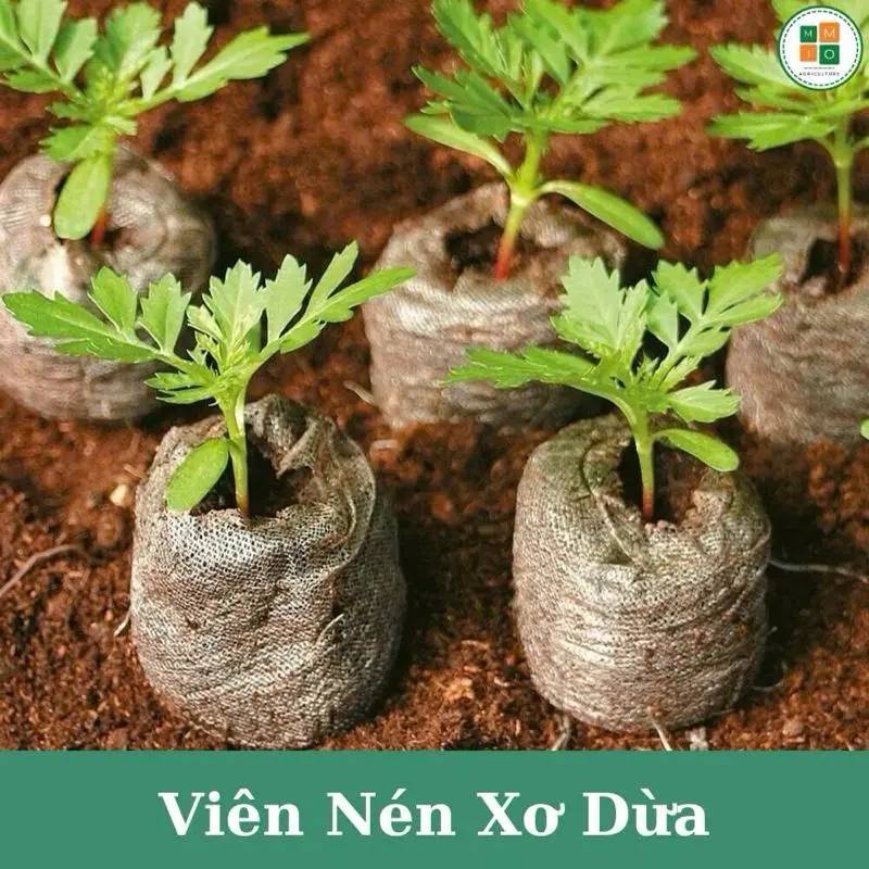 (Combo 100 viên nén ươm cây )￼Combo Viên nén ươm hạt xơ dừa hữu cơ trồng rau, dâu tây, thủy canh, viên nén sơ dừa ươm cây 6