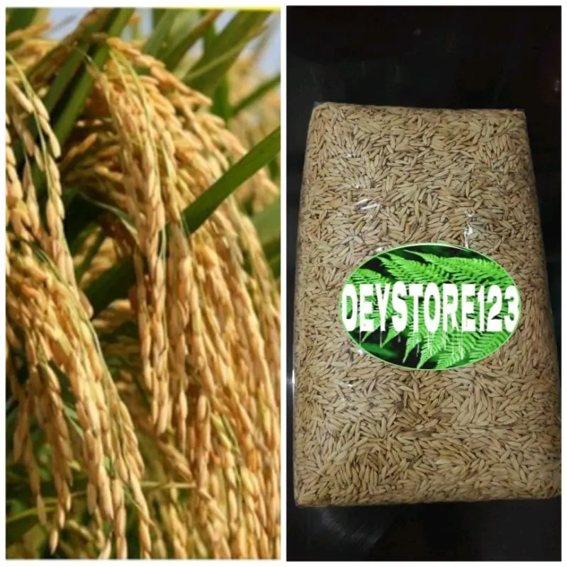 Benih padi gogo padi darat super berat 1 kg Tanaman Merah 1