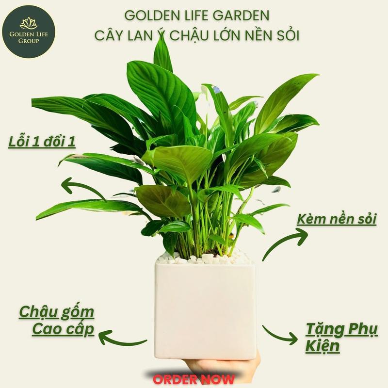 Lan ý chậu sứ lớn rải sỏi siêu bông sắp ra bông nhiều decor nhà trang trí bàn Decor Phòng Trang Trí Nhà cây - giao chậu ngẫu nhiên Diy
