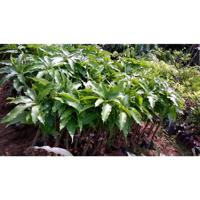 Cây giống Xoài Thanh ca [ Cây ghép cho trái sớm ]. [ GIAO HÀNG NHANH ] 0