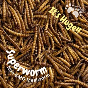 Superworm Mealworm Non GMO Import & Local | Snack Hamster | Makanan Hamster | Cemilan Hamster