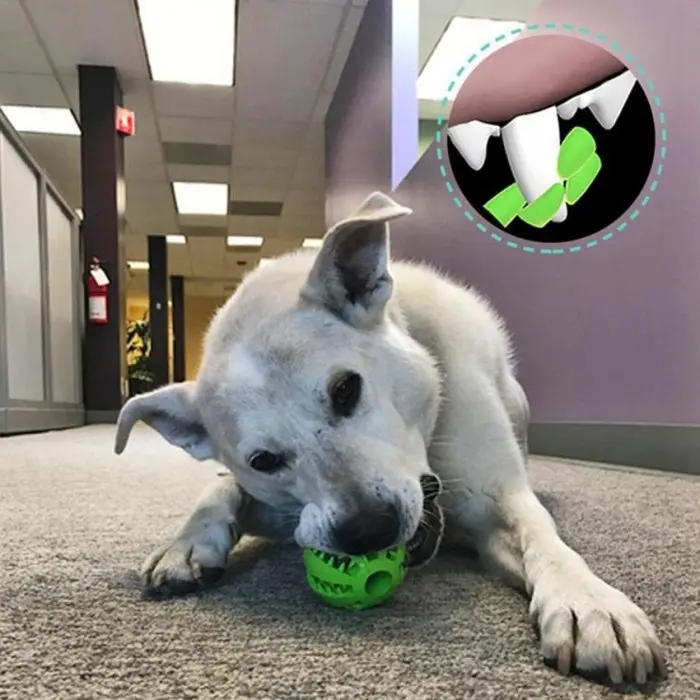 Lucu Bola treat ball dog ball karet mainan anjing chew teeth pembersih gigi - S 1