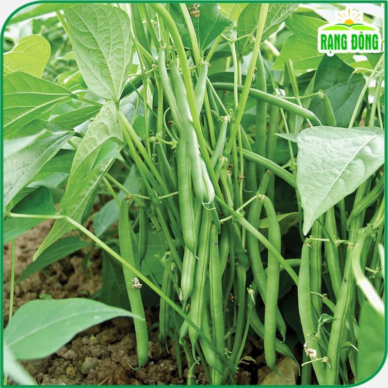 [DEAL 1K] 5 Hạt giống Đậu Cove Bụi Lùn Sinh Trưởng Khỏe, Trồng Quanh Năm(gói chiết nhỏ) - h2t farm 4