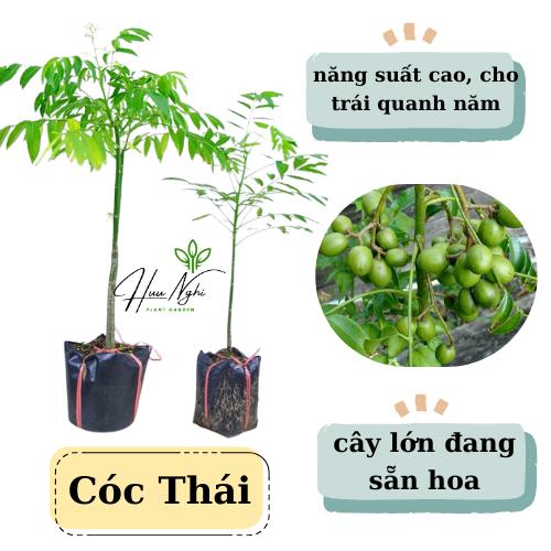 Cây giống Cóc thái siêu trái, năng suất cao, cây cóc lùn siêu trái