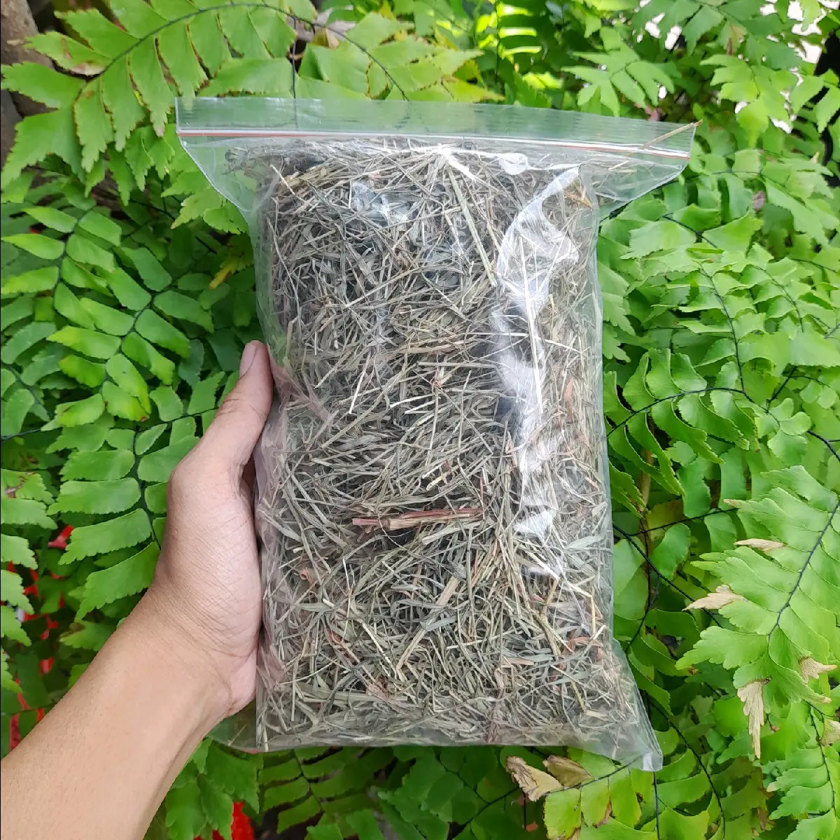 RUMPUT HAY MAKANAN KELINCI | TERMURAHH | KELINCI DIJAMIN SUKA