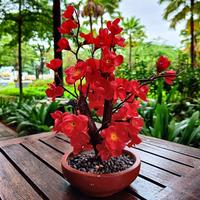 Gambar pohon sakura pohon Imlek bunga imlek gong xi bunga meihua tahun baru cina pohon meihua angpao - 30cm, pohon sakura 40cm dari Gaby Bella Florist Kota Administrasi Jakarta Selatan 2 Tokopedia