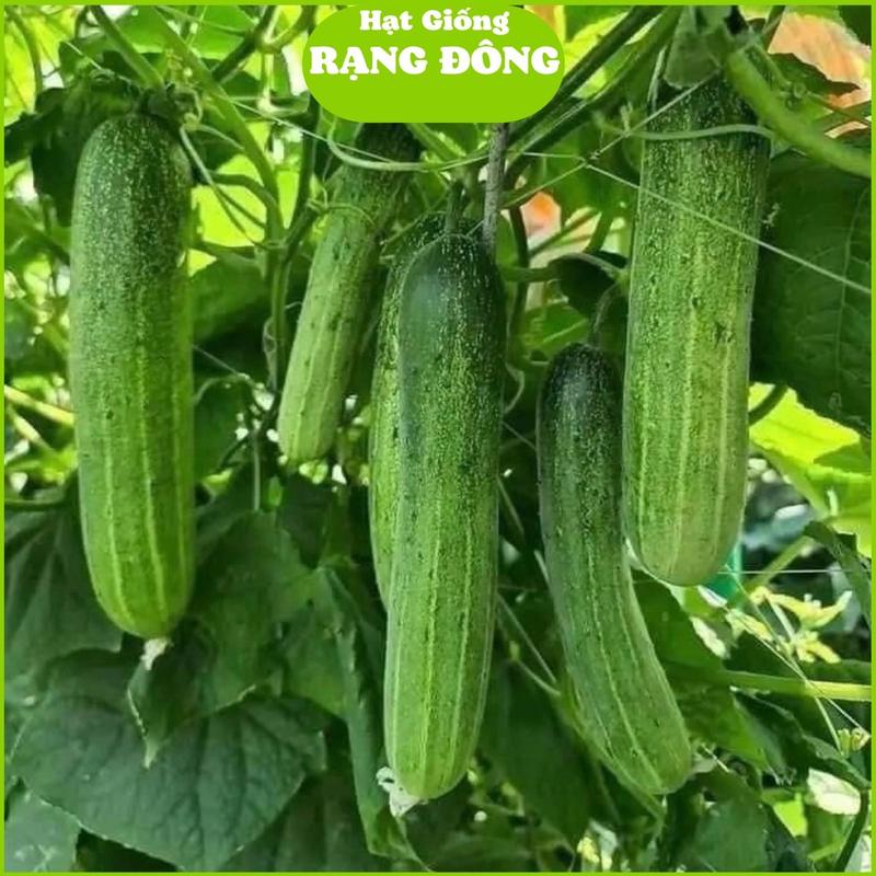 Hạt Giống Dưa Leo Lai F1 RD 752 Gói 2gr - Khoảng 40 Hạt Năng Suất Cao Chịu Nhiệt Tốt Trồng Quanh Năm hạt giống dưa leo nếp sữa