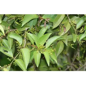 MURAHHH !! 1 KG DAUN BENALU MANGGA SEGAR HERBAL ALAMI