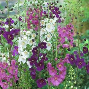 Verbasco de Jardín Summer Sorbet Verbascum 100 granos Espigas Altas Elegantes Flores en Pastel Bienal Única Fácil de Cultivar Jardín Ornamental