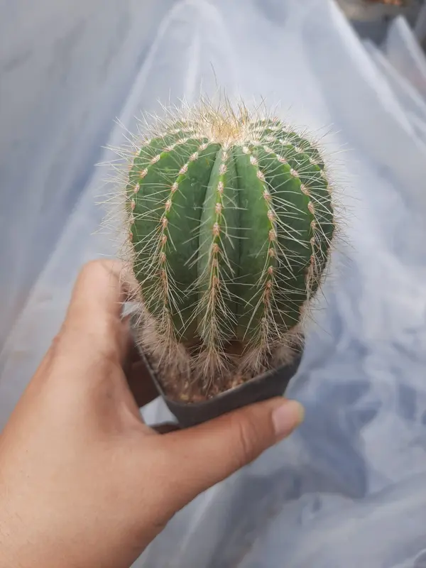 xương rồng xương rồng Khế hoa vàng . Cây mình trồng tự nhiên nên rất dễ chăm. loại này rất siêng hoa 6