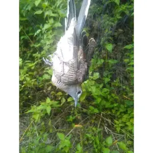 Jaring burung Perkutut original kuat ulet dan tidak kusut