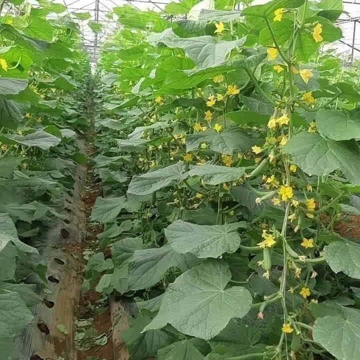 Hạt giống dưa chuột chùm siêu quả