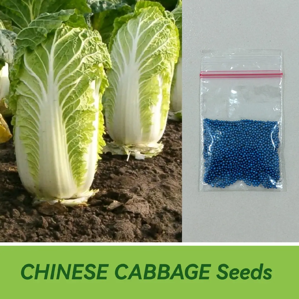 CHINESE CABBAGE HYBRID SEEDS - HIGHLANDER F1 Variety - High quality ...