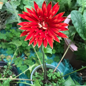 Hạt giông nhung hà