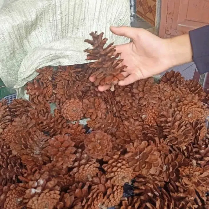 Sỉ Quả Thông Khô Trang Trí 1kg