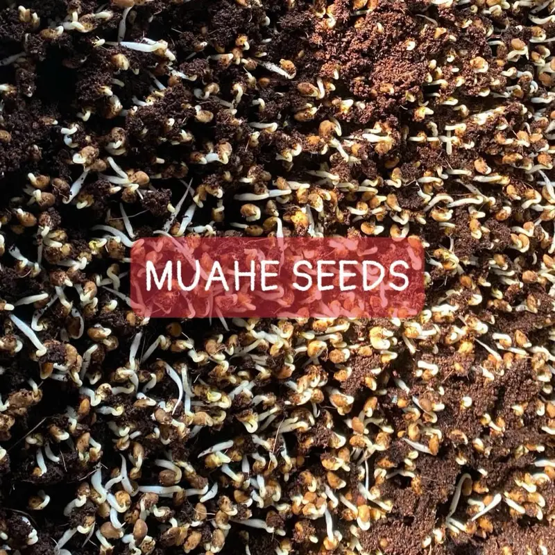 Hạt giống mầm rau muống Phú Nông - Gói 1kg 4