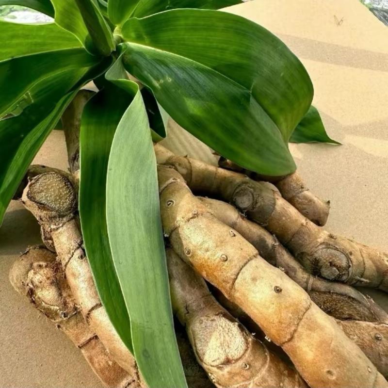 Cây mía dò tươi -củ cát lòi ( 1kg) thiên nhiên 2