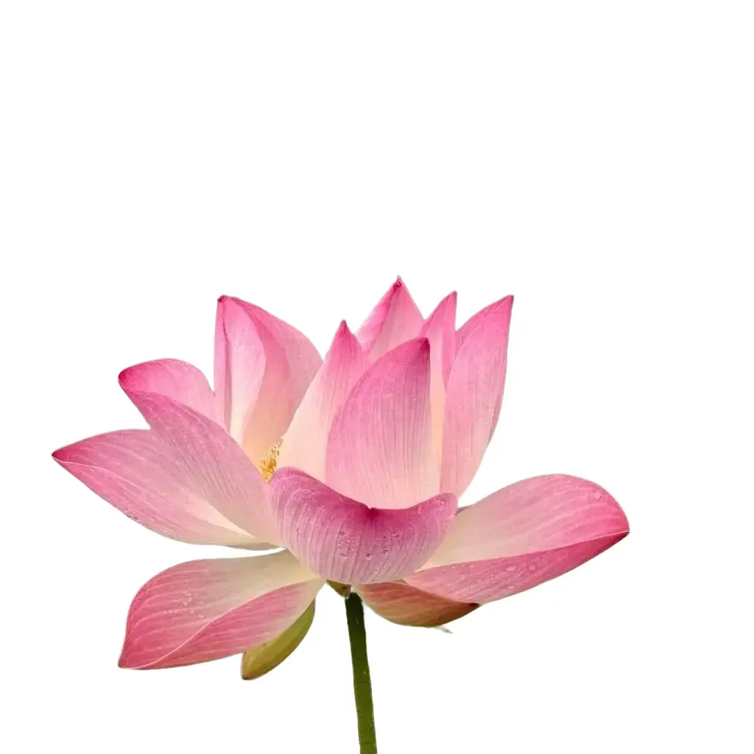 Hạt Sen Giống-Hoa Hồng-Sen Đồng Tháp (20 hạt)