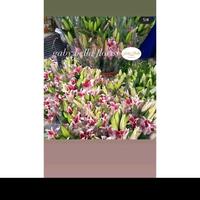 Gambar bunga Lily fresh lili casablanka lili putih lili pink single flower lili putih single flower lili pink - -, - dari Gaby Bella Florist Kota Administrasi Jakarta Selatan 2 Tokopedia