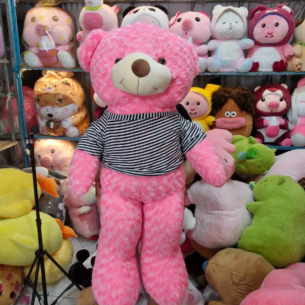 gấu teddy thú nhồi bông khổ vải 1m2 lên fom 1m1