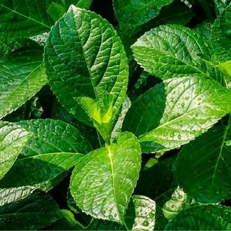 Daun kejibeling kering/ Daun pecah beling kering 100gr 1